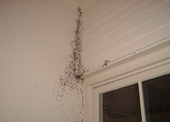 termite swarm
