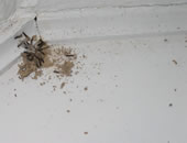 termite swarm video, termite extermination, termite remediation
